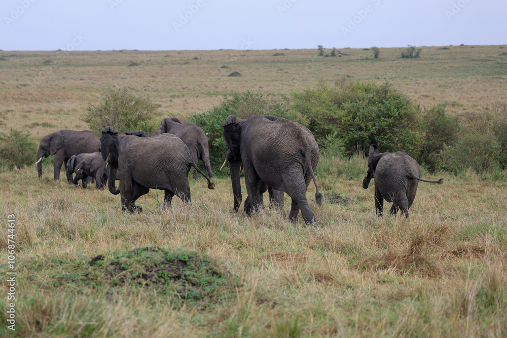 Herd of elephants grazing in African savanna Herd of elephants grazing in African savanna