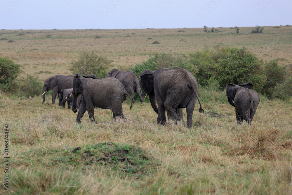 Herd of elephants grazing in African savanna Herd of elephants grazing in African savanna