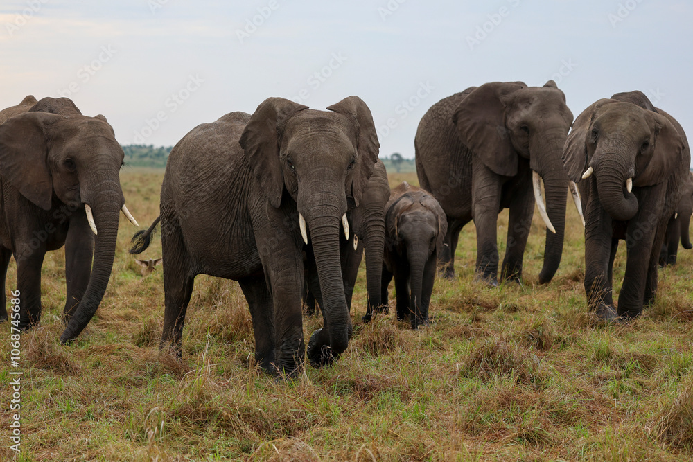 Obraz premium Herd of elephants grazing in African savanna 
