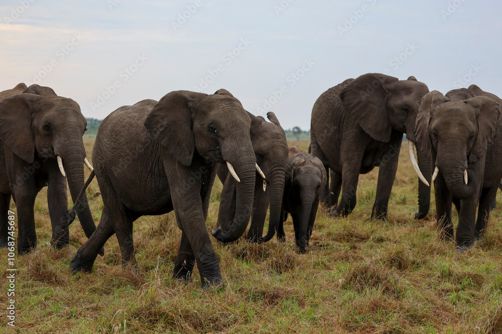 Herd of elephants grazing in African savanna Herd of elephants grazing in African savanna