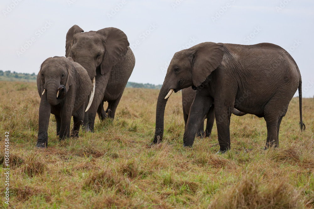 Herd of elephants grazing in African savanna Herd of elephants grazing in African savanna