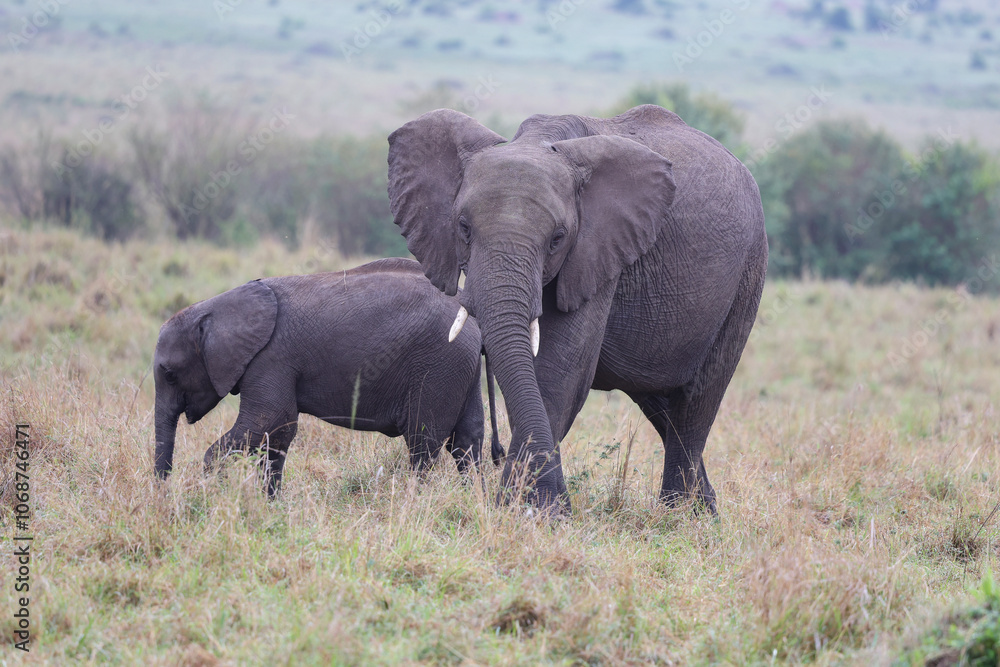 Herd of elephants grazing in African savanna Herd of elephants grazing in African savanna