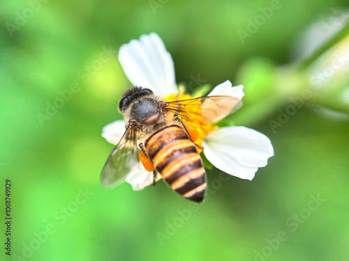 Close up of honey bee sucking flower nectar