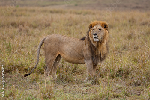 Wallpaper Mural Lion standing in grassy field in African savannah	 Torontodigital.ca
