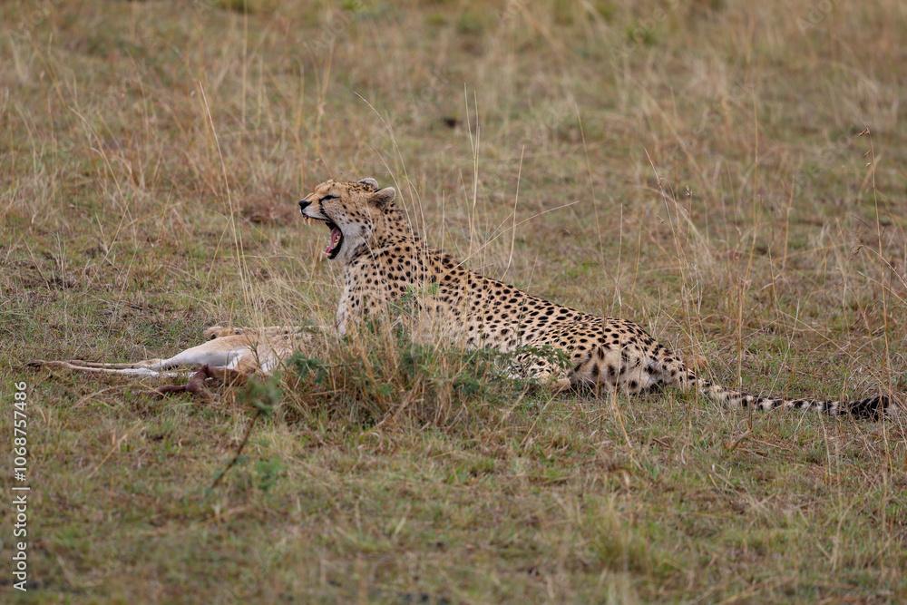Cheetah laying with prey on grassy field in African savannah Cheetah laying with prey on grassy field in African savannah