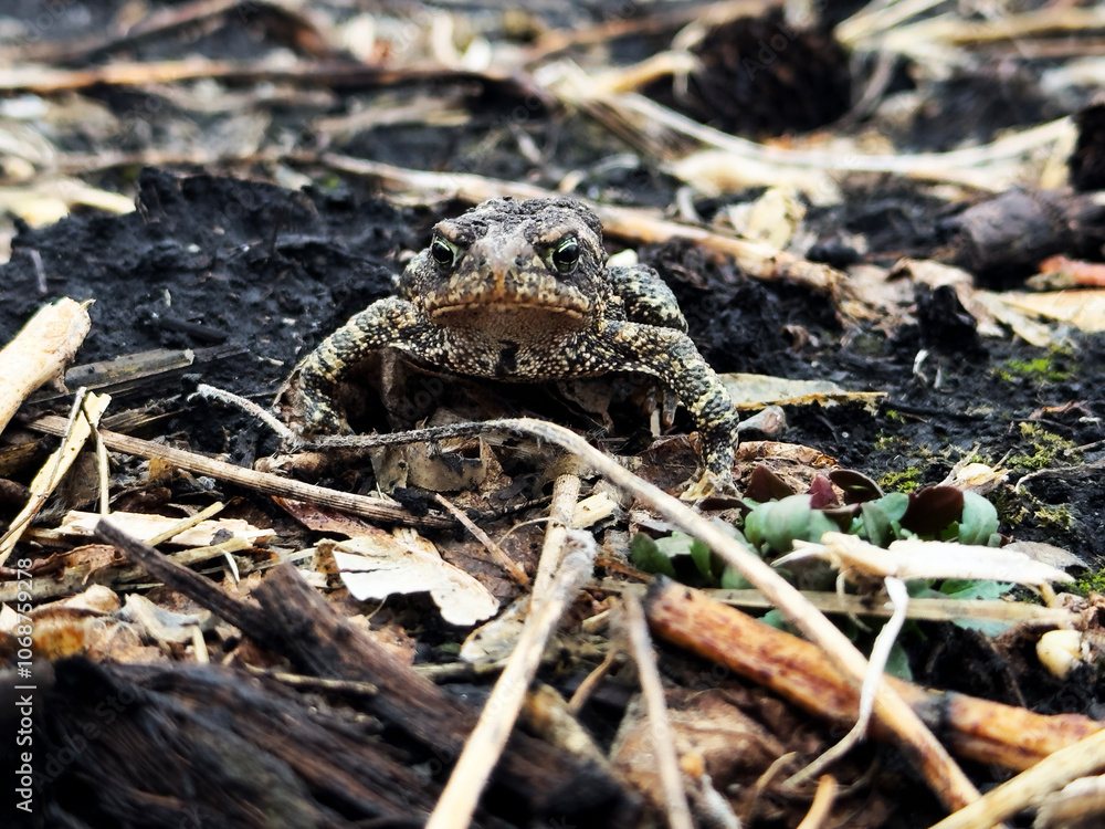 A toad frowns in a Minnesota field A toad frowns in a Minnesota field