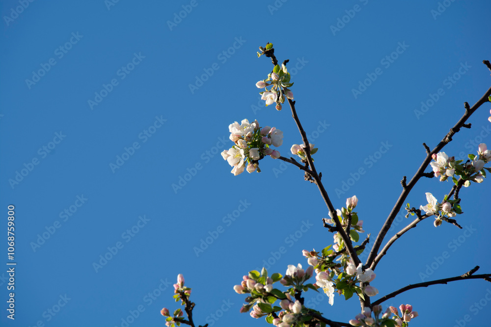 Blooming apple tree branch against a background of blue sky in the garden in spring
