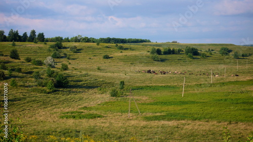 rural view of cows pasture on green hill