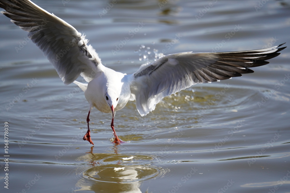 Capture seagulls flying in the air Capture seagulls flying in the air