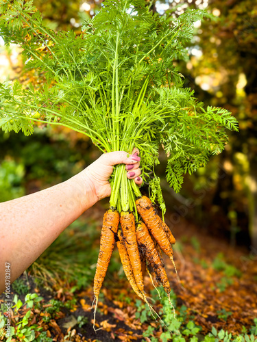 A good harvest of dirty carrots in women's hands close-up, organic vegetables from the garden