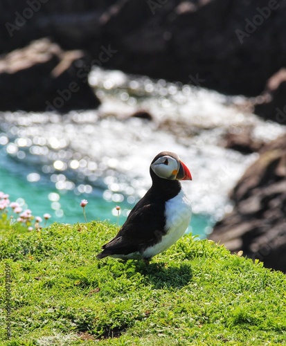 atlantic puffin or common puffin on Saltee Island, co. Wexford, Ireland 