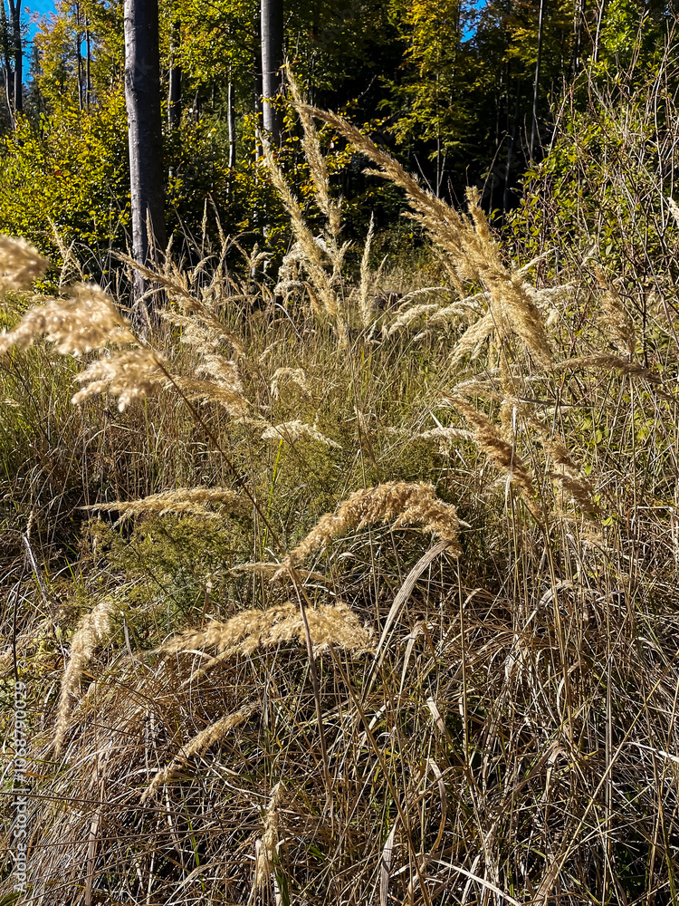 Fototapeta premium Macro - Forest - Europe, Romania, Suceava region