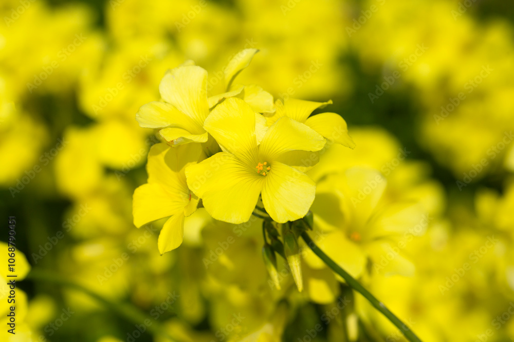 Oxalis pes-caprae is a plant species belonging to the genus Oxalis. Oxalis pes-caprae is a plant species belonging to the genus Oxalis.