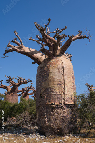 huge old Baobab trees or Adansonia digitata gathered in a small forest in Madagascar near Belo sur Mer