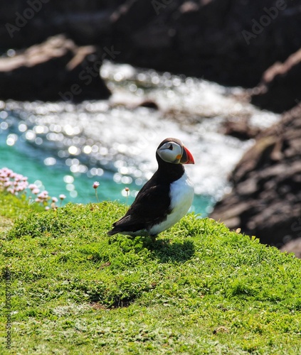 atlantic puffin or common puffin on the cliff, Saltee Island, co. Wexford, Ireland 