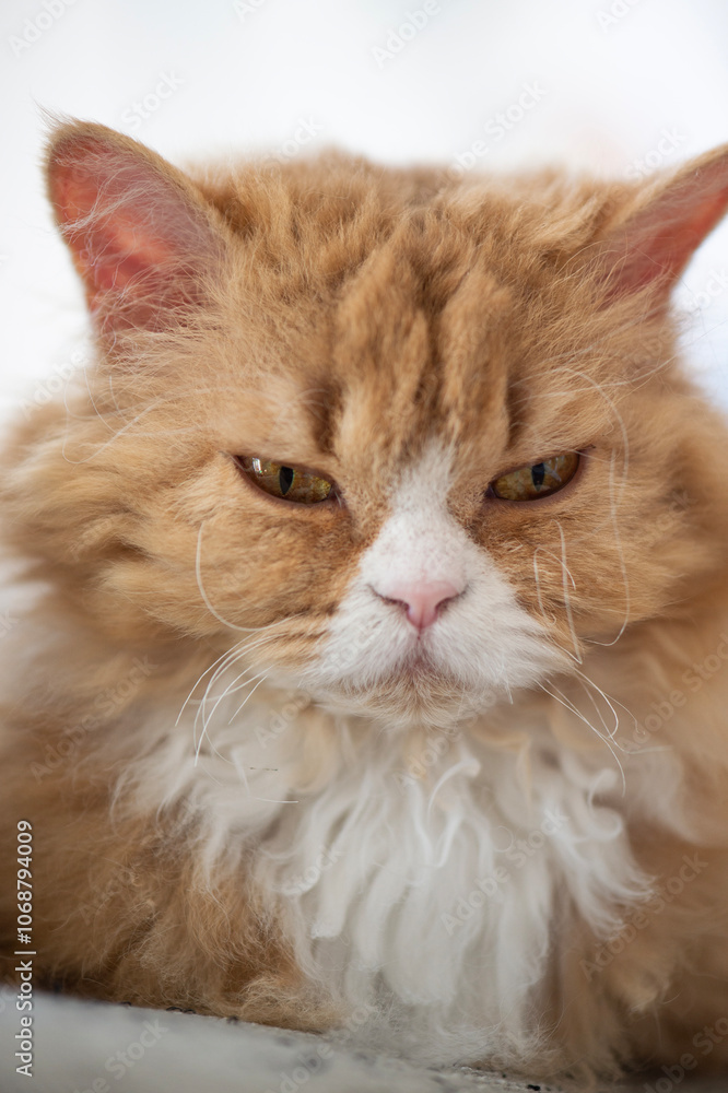 Porträt einer Selkirk Rex Katze Porträt einer Selkirk Rex Katze