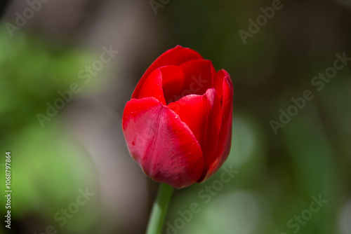 Wallpaper Mural Red tulip flower on blurred green background Torontodigital.ca