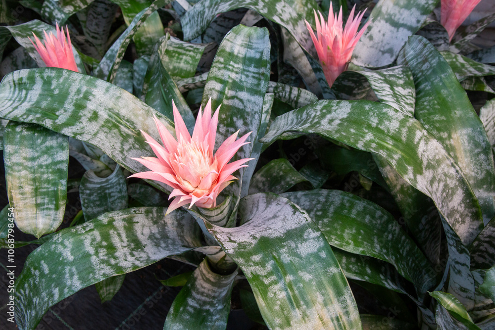 Flower bud of a plant. Aechmea fasciata.