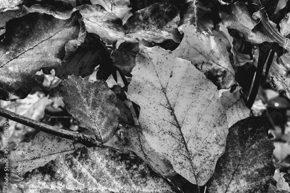 Fototapeta premium Macro - Forest - Europe, Romania, Suceava region