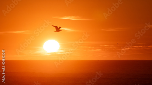 Photography Seagull flying in silhouette over the ocean during beautiful golden hazy sunset