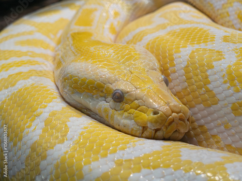 Albino Burmese python, close up on face and eyes. Yellow and white snake.