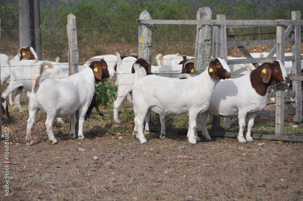 Beautiful group of female Boer goats on the farm Beautiful group of female Boer goats on the farm