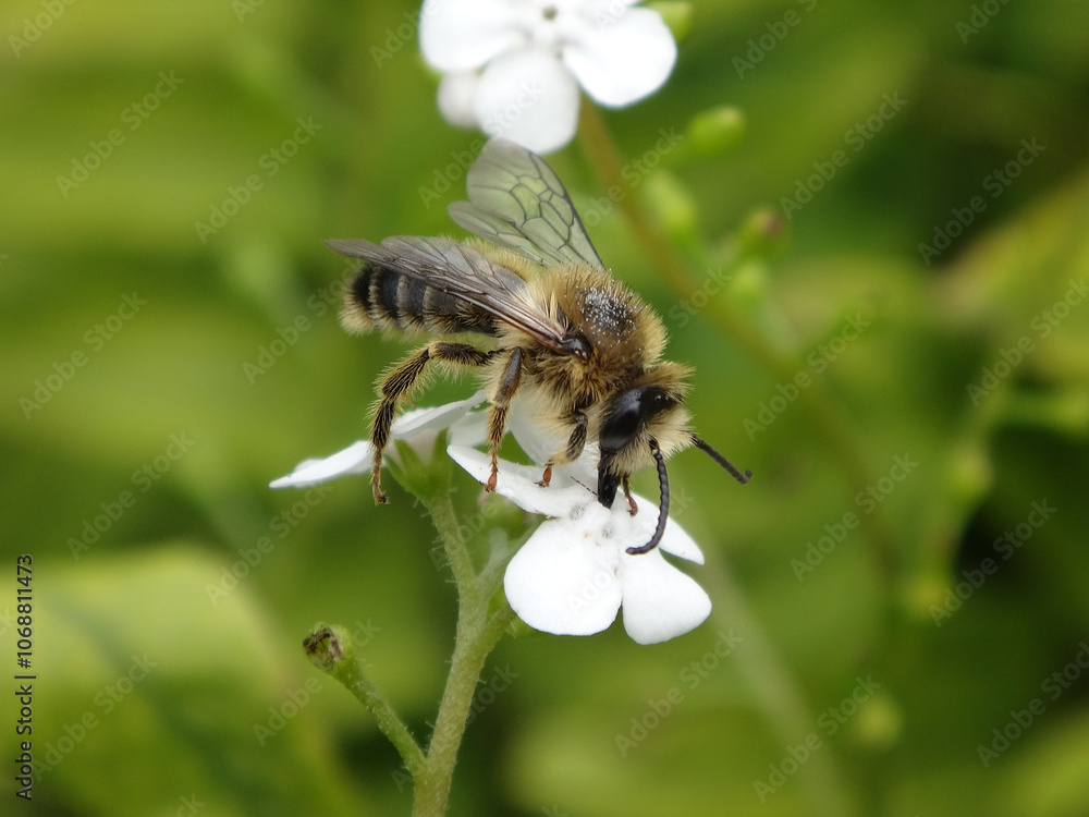 Blunthorn bee (Melitta sp.), male feeding on a white forget-me-not flower Blunthorn bee (Melitta sp.), male feeding on a white forget-me-not flower