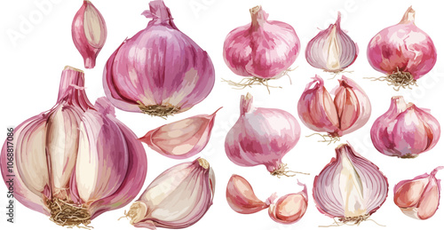 shallot watercolor clipart