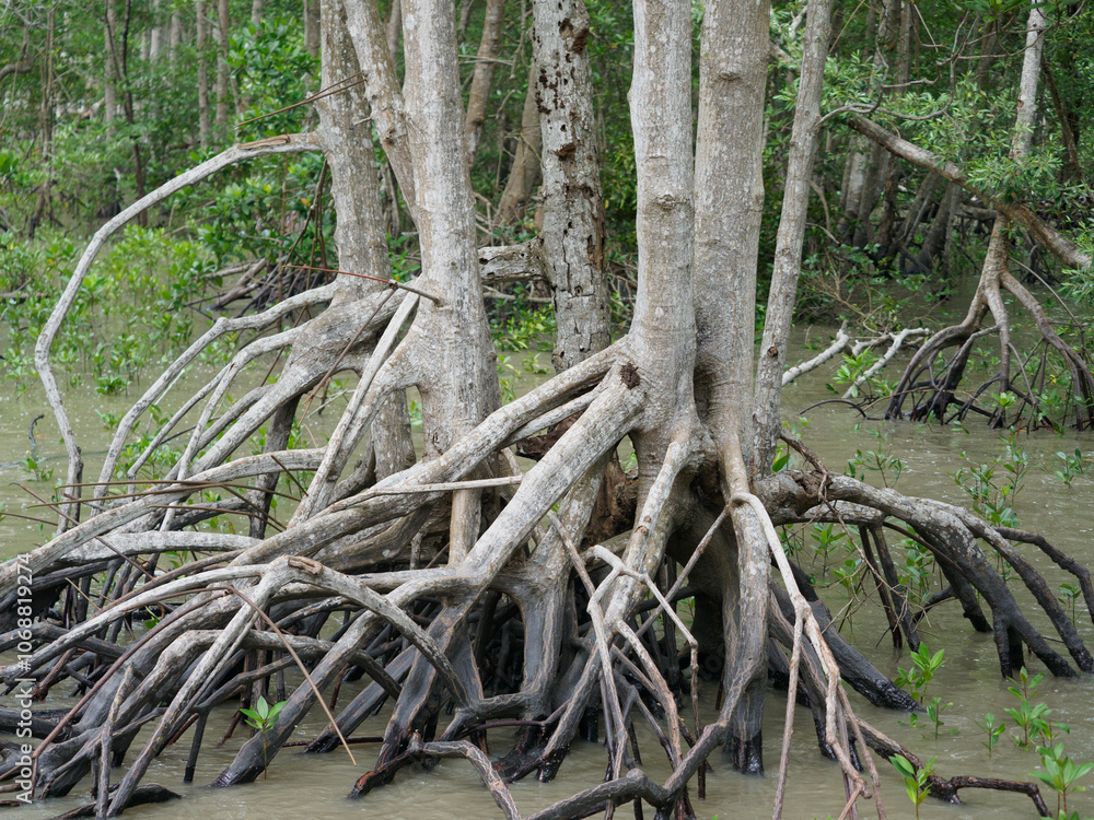 Mangrove ecosystem, mangrove trees, Thailand Mangrove ecosystem, mangrove trees, Thailand