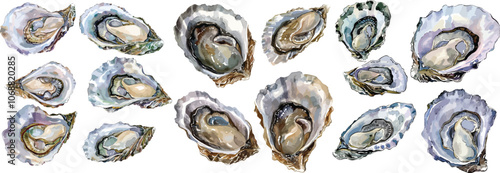 oyster watercolor clipart