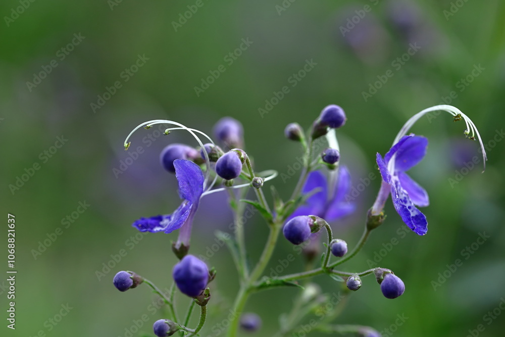 帆掛け船を連想する花 帆掛け船を連想する花