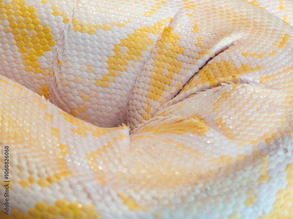 Fototapeta premium Albino Burmese python, close up on skin and scales with yellow and white colors.