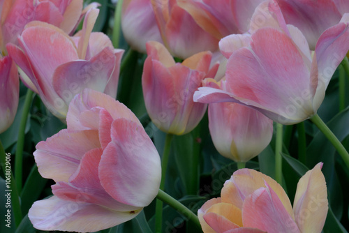 ピンクと白のチューリップ