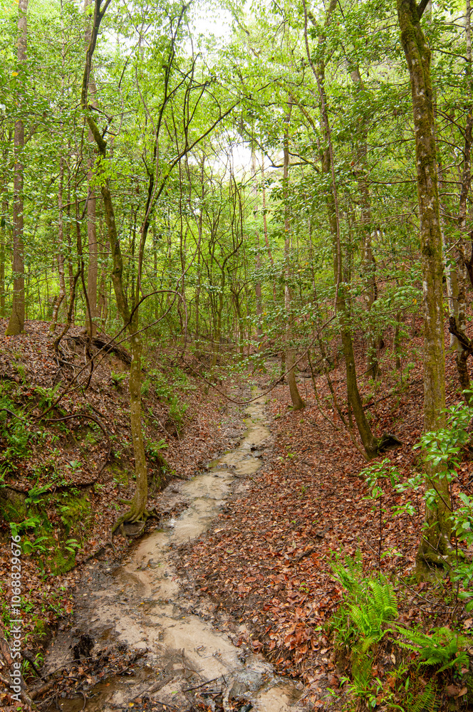 A seasonal seepage stream runs through the slope forest of the Nature Conservancy Garden of Eden in Florida's Panhandle. Vertical A seasonal seepage stream runs through the slope forest of the Nature Conservancy Garden of Eden in Florida's Panhandle. Vertical