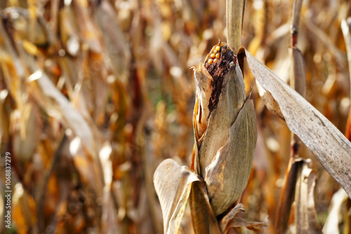 Old, dray corn on the cob  photo