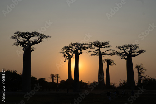 Canvas Print the famous baobab avenue in madagascar near morondova at sundown in south winter