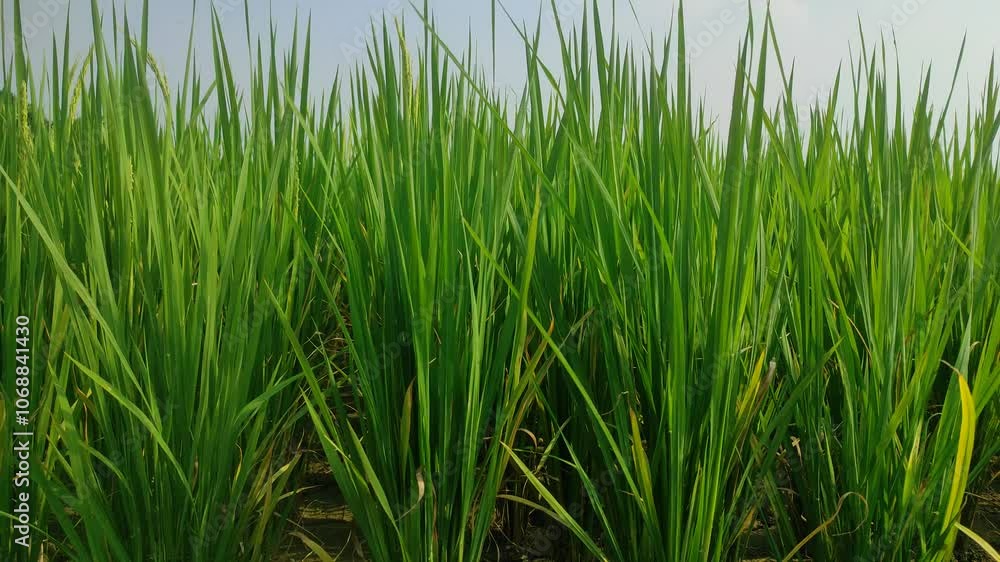 Rice crop ready for harvest. A green paddy field in India. Rice crop ready for harvest. A green paddy field in India.