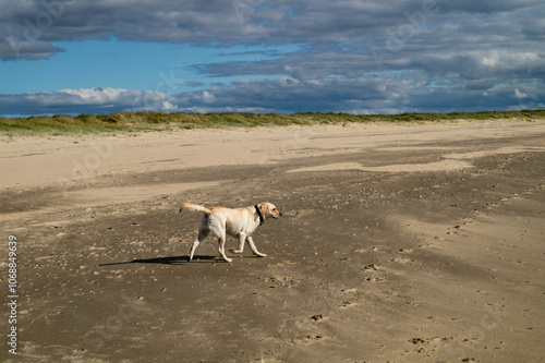 Blonder Short Coated British Labrador Retriever am Strand von Blavand an der dänischen Nordseeküste