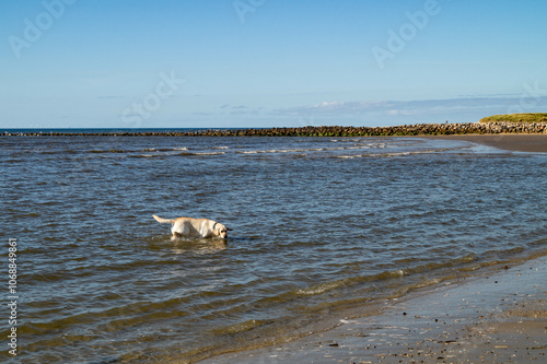 Blonder Short Coated British Labrador Retriever am Strand von Blavand an der dänischen Nordseeküste photo