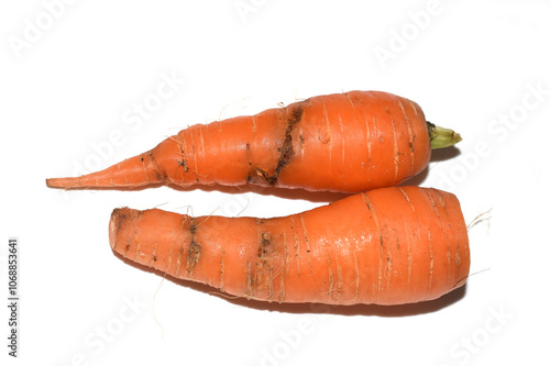 Psila rosae carrot root fly damage on carrot