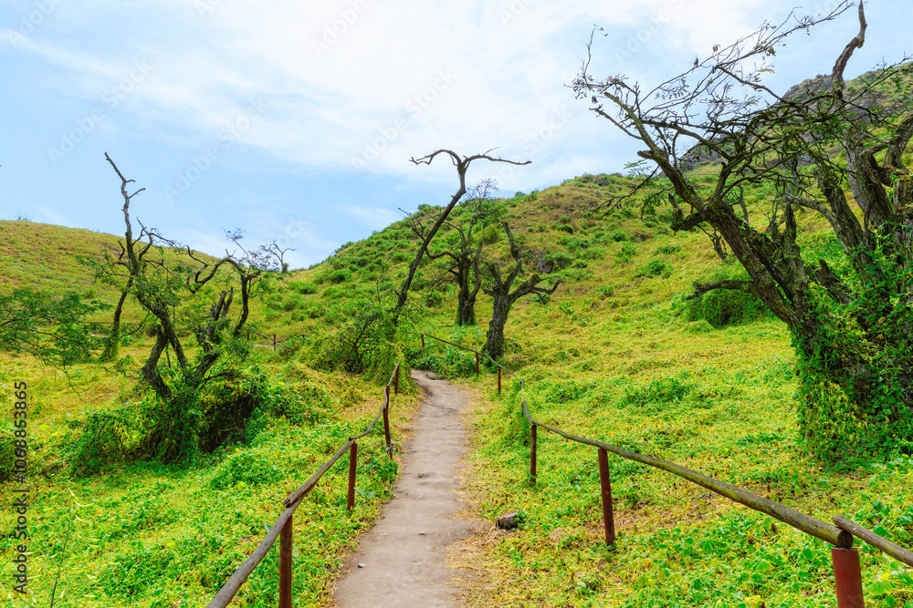 Fototapeta premium Lomas de Lachay, a National Reserve near Lima, ideal for exploring trails, observing wildlife and enjoying nature and outdoor walks.