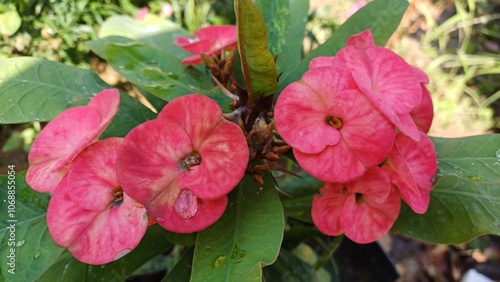 Close up pink Thorns Crown or Christ plant (Euphorbia milii) on green leaves in the garden. photo