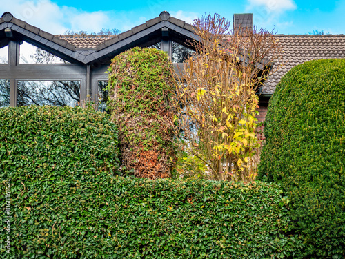 Schäden an einer Thuja Hecke im Herbst photo