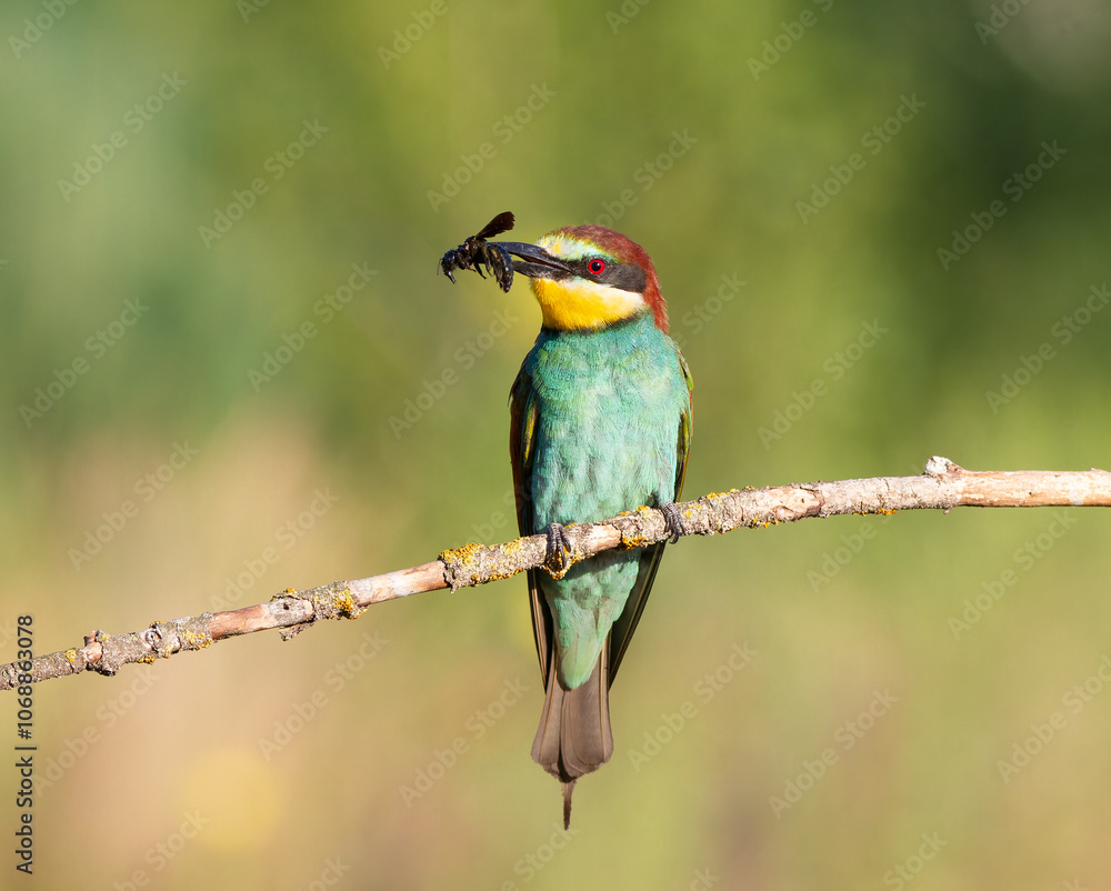 Fototapeta premium European bee-eater, Merops apiaster. A bird sitting on a branch with prey in its beak