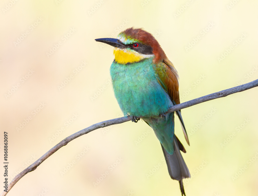 European bee-eater, Merops apiaster. Close-up of a bird sitting on a branch, light background European bee-eater, Merops apiaster. Close-up of a bird sitting on a branch, light background