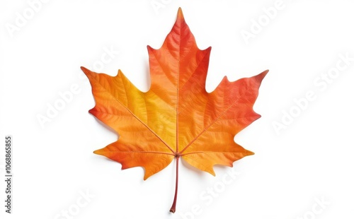 Maple Autumn Leaf Isolated On White background, 