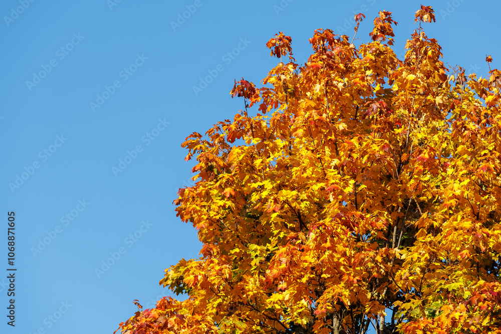 Fototapeta premium Maple with bright orange autumn leaves on a blue sky background. A place for the text.