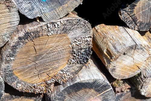 Many sawn-off tree trunks piled up in the forest photo