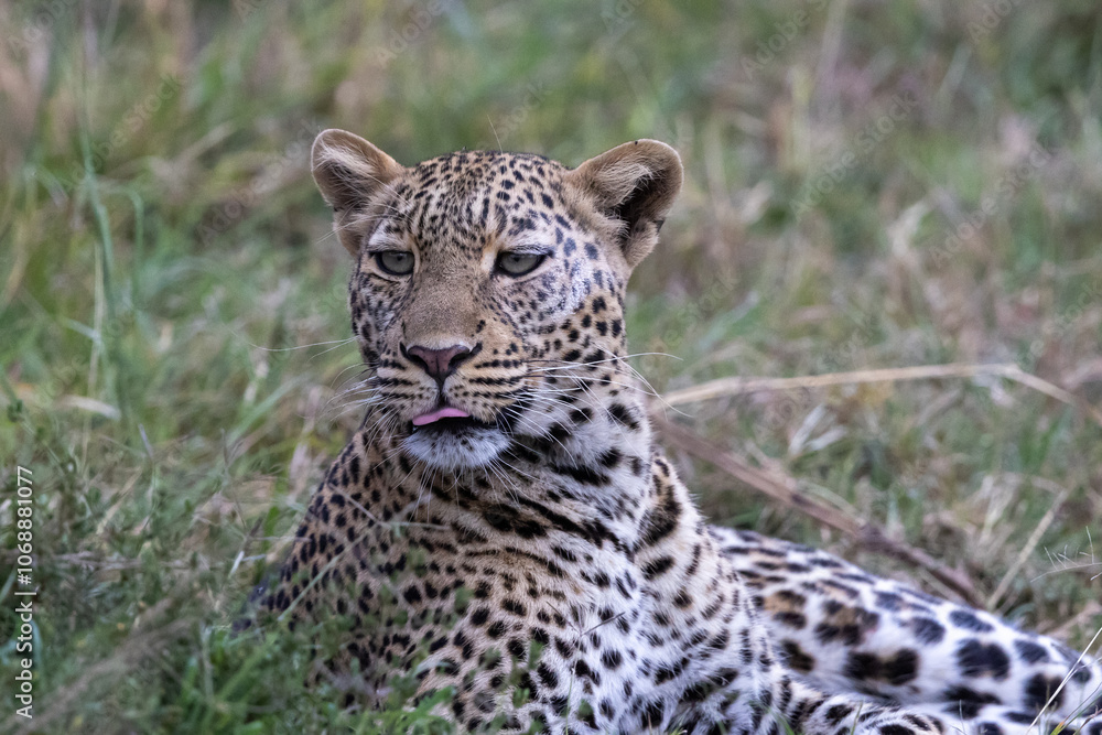 A lone leopard walks gracefully across the open grasslands of the Masai Mara, its sleek form and focused gaze capturing the untamed spirit of the African wilderness. A lone leopard walks gracefully across the open grasslands of the Masai Mara, its sleek form and focused gaze capturing the untamed spirit of the African wilderness.