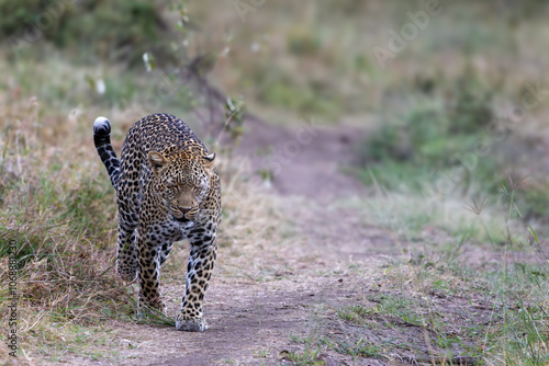 A lone leopard walks gracefully across the open grasslands of the Masai Mara, its sleek form and focused gaze capturing the untamed spirit of the African wilderness. photo